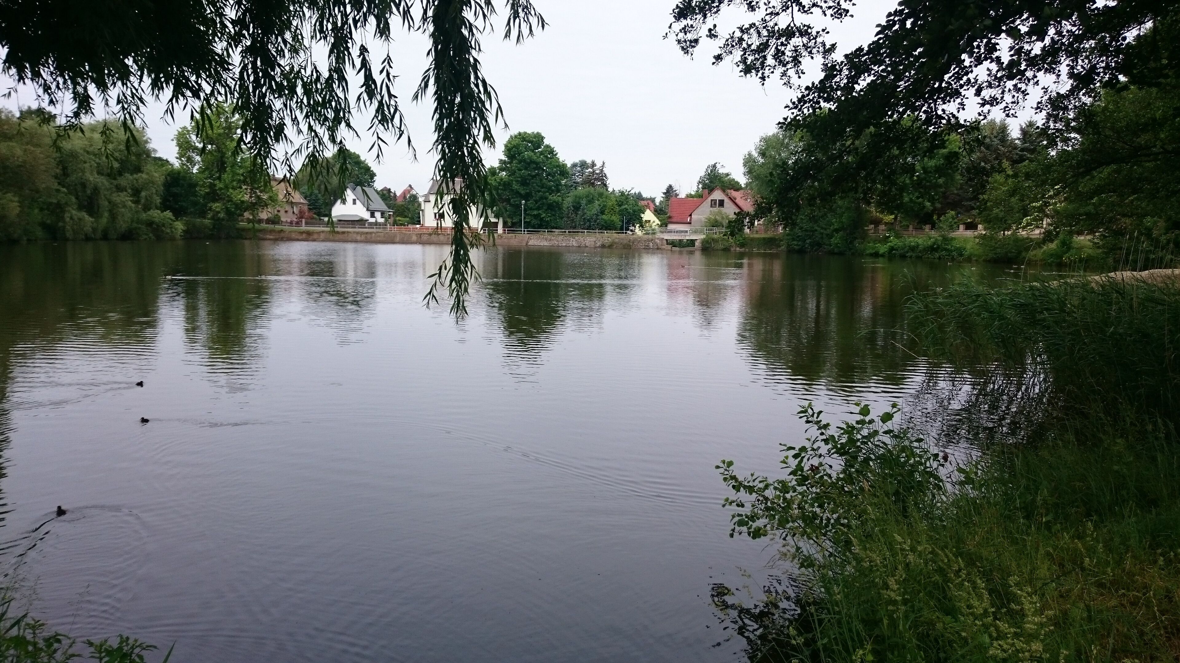 A calm lake with ducks, surrounded by trees and houses.