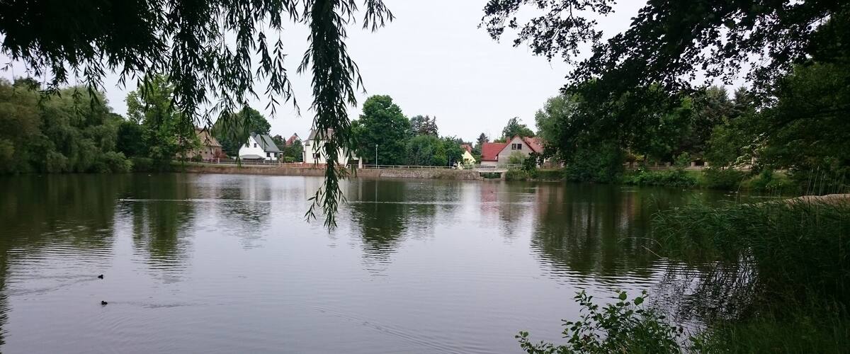 A calm lake with ducks, surrounded by trees and houses.