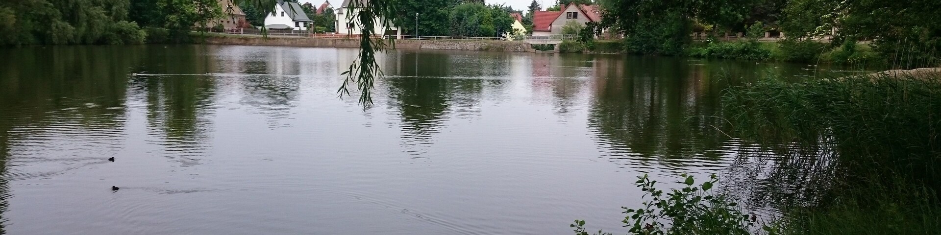 A calm lake with ducks, surrounded by trees and houses.