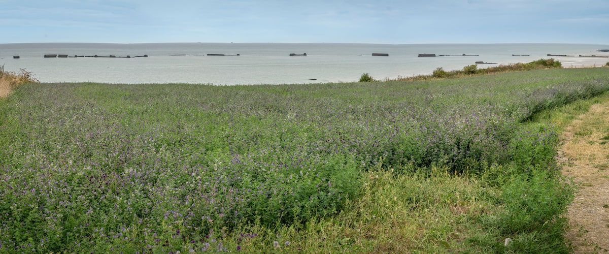 A coastal field with purple flowers and a dirt path leading to the sea.