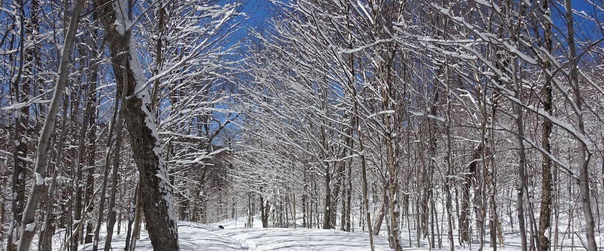 A snow-covered forest path with bare trees and a clear blue sky.