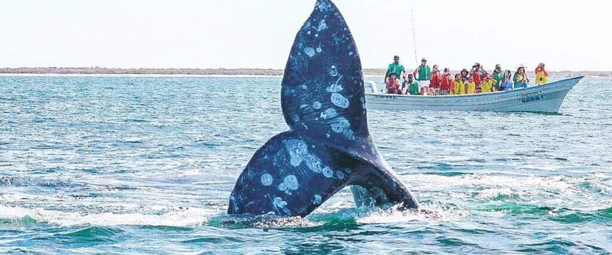 Only 4 hrs north from Los Cabos, one of the most important whale sanctuary in the world 🌎 just another day at the office #lifeatexpedia #cabolife