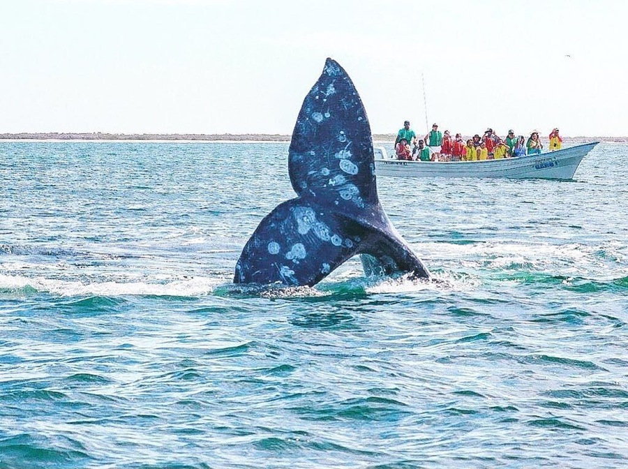 Only 4 hrs north from Los Cabos, one of the most important whale sanctuary in the world 🌎 just another day at the office #lifeatexpedia #cabolife