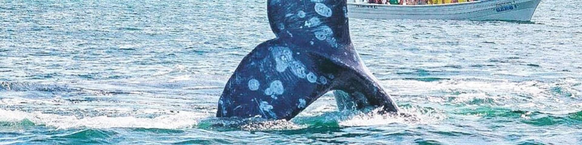 Only 4 hrs north from Los Cabos, one of the most important whale sanctuary in the world 🌎 just another day at the office #lifeatexpedia #cabolife