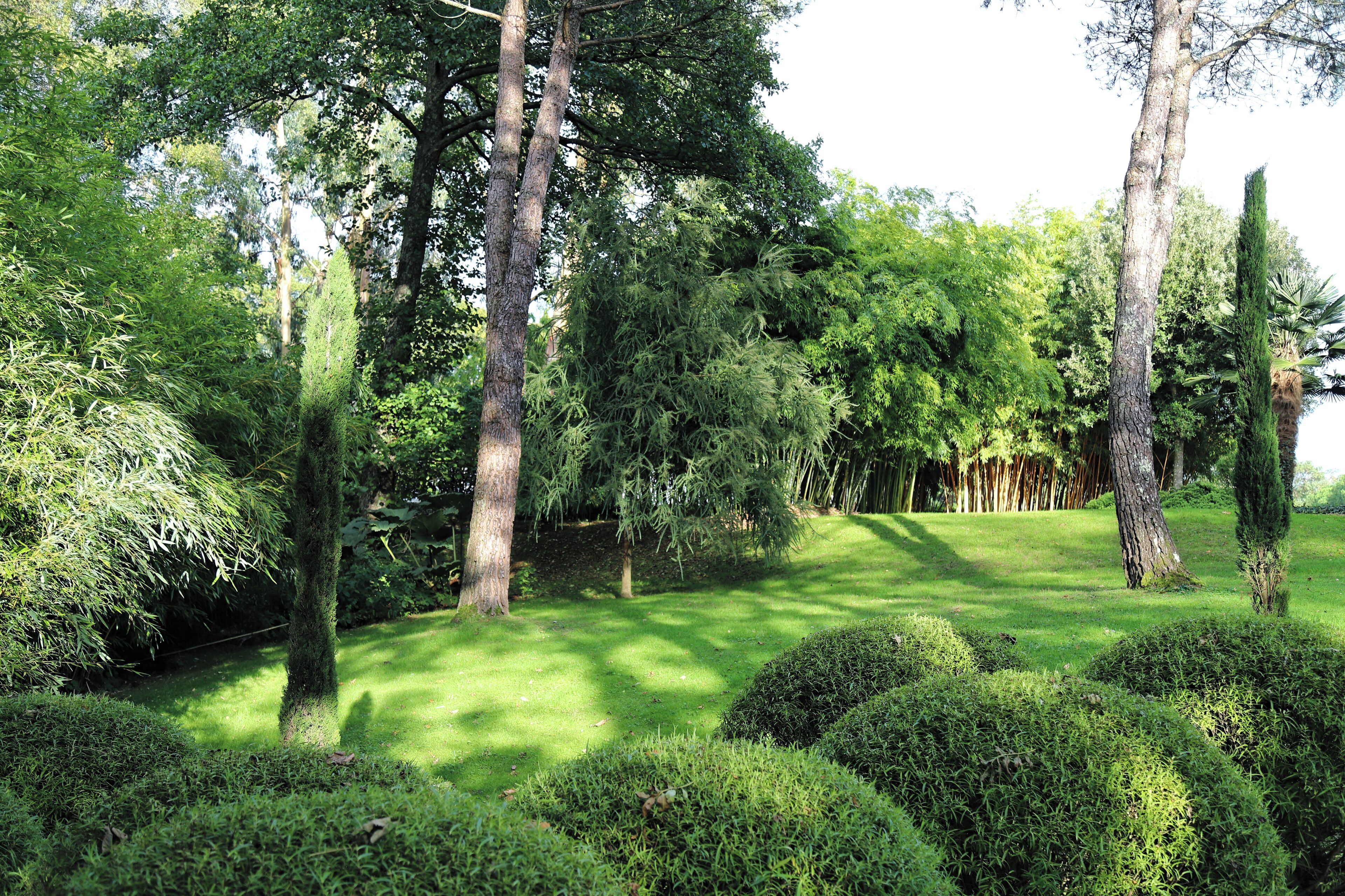 Um jardim exuberante com várias árvores e sebes bem cuidadas.