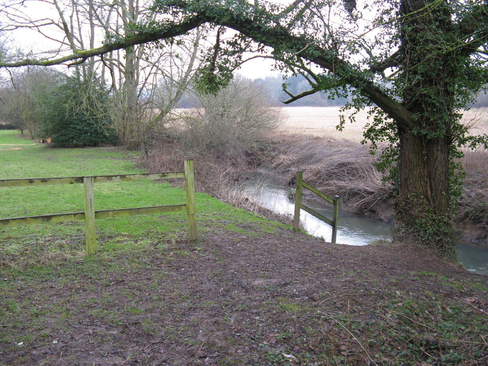 A rural landscape with a small stream, a wooden fence, and a tree with ivy.