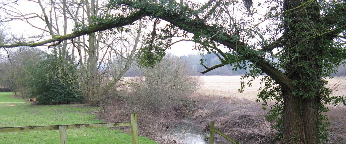 A rural landscape with a small stream, a wooden fence, and a tree with ivy.