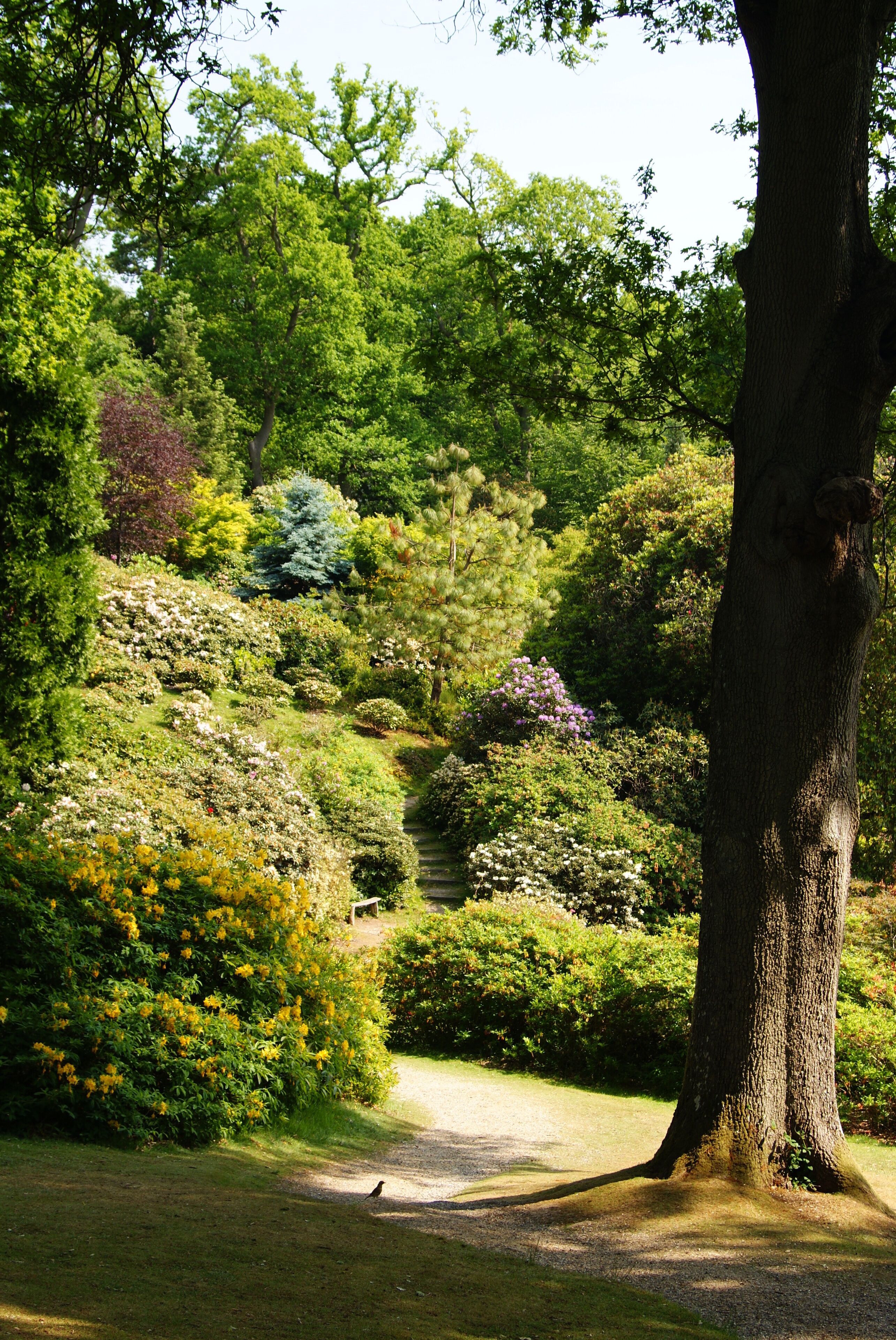 Leonardslee Gardens, Sussex (1)