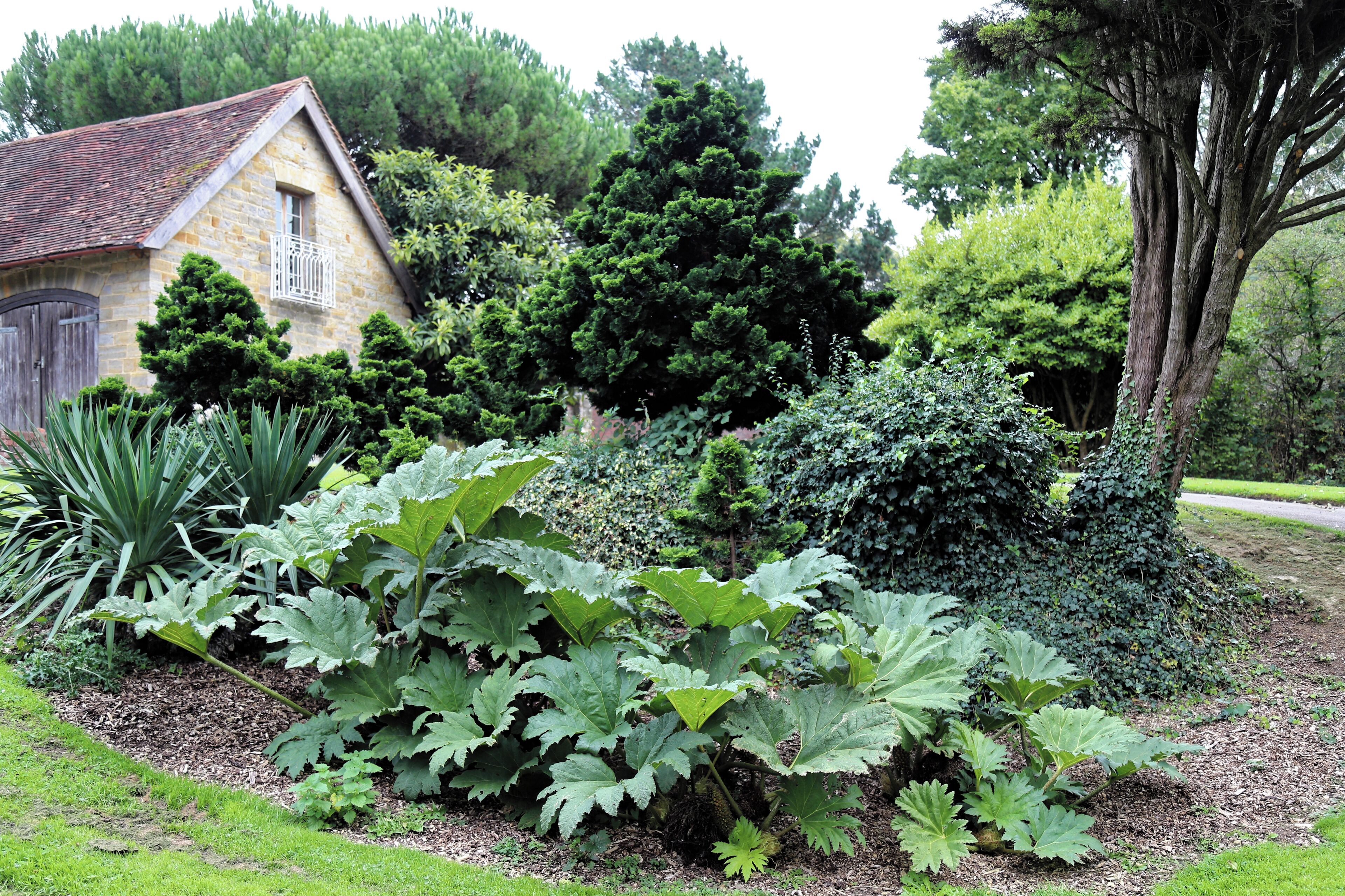 Ornamental shrub bed, including Gunnera manicata ( Giant rhubarb ), at Cook's Farm from the public bridleway through the grounds of the former Architectural Plants Ltd. nursery and display botanical garden on Nuthurst Street (aka Harriots Hill) in the village of Nuthurst, West Sussex, England. Gunnera manicata has received the Royal Horticultural Society Award of Garden Merit. Camera: Canon EOS 6D Mark II with Canon EF 24-105mm F4L IS USM lens. Software: File lens-corrected, optimized, perhaps cropped, with DxO OpticsPro 11 Elite, and likely further optimized with Adobe Photoshop CS2.