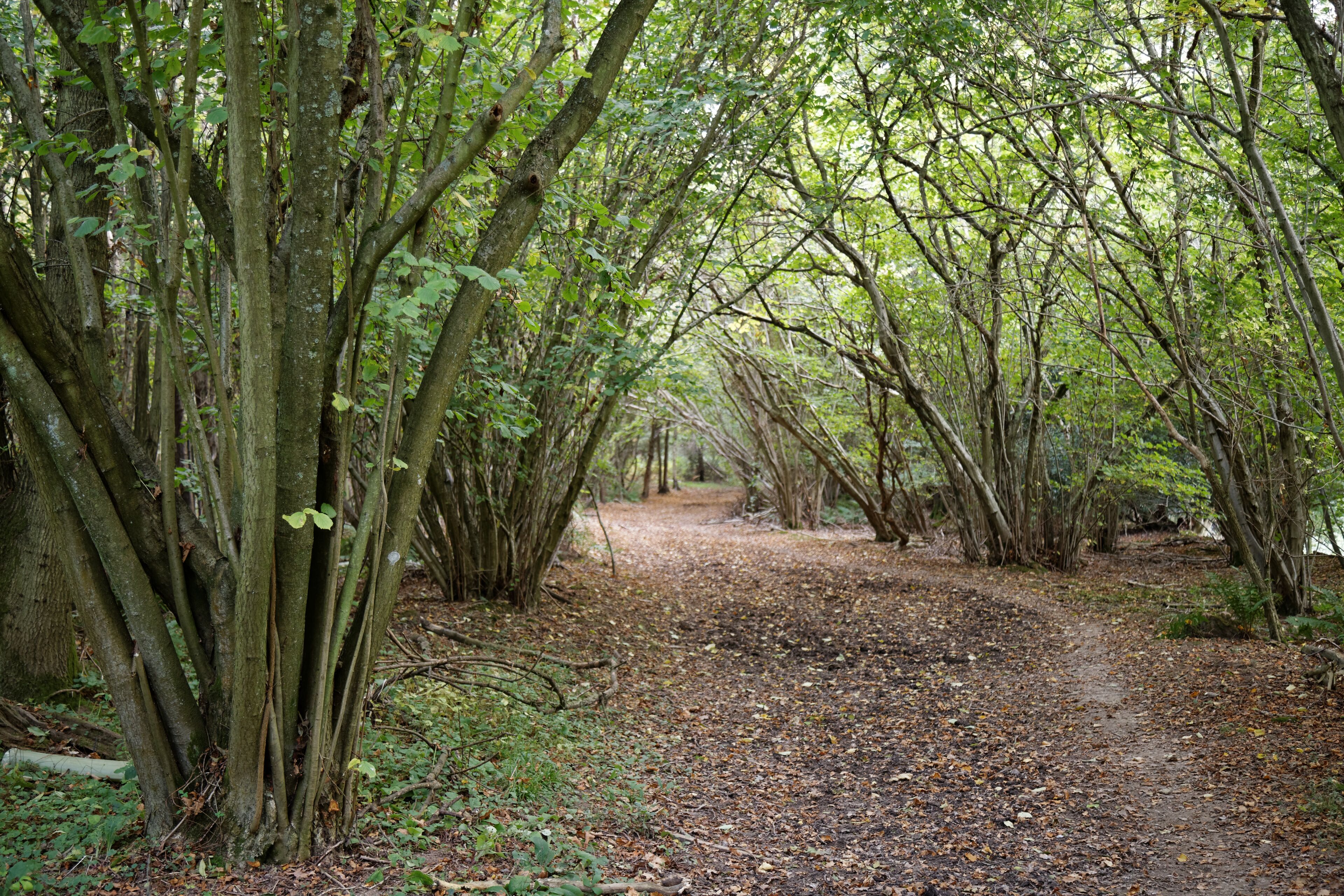 Uma trilha na floresta cercada por árvores altas e chão coberto de folhas.
