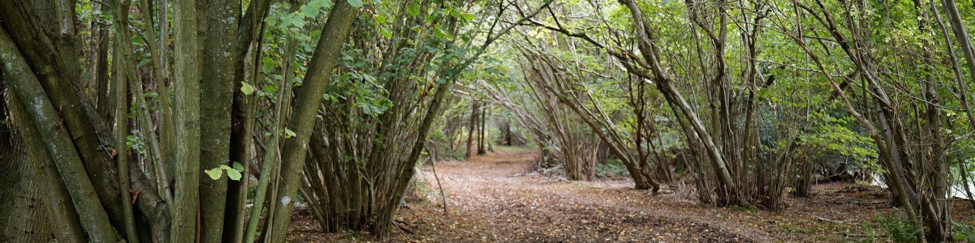 Uma trilha na floresta cercada por árvores altas e chão coberto de folhas.