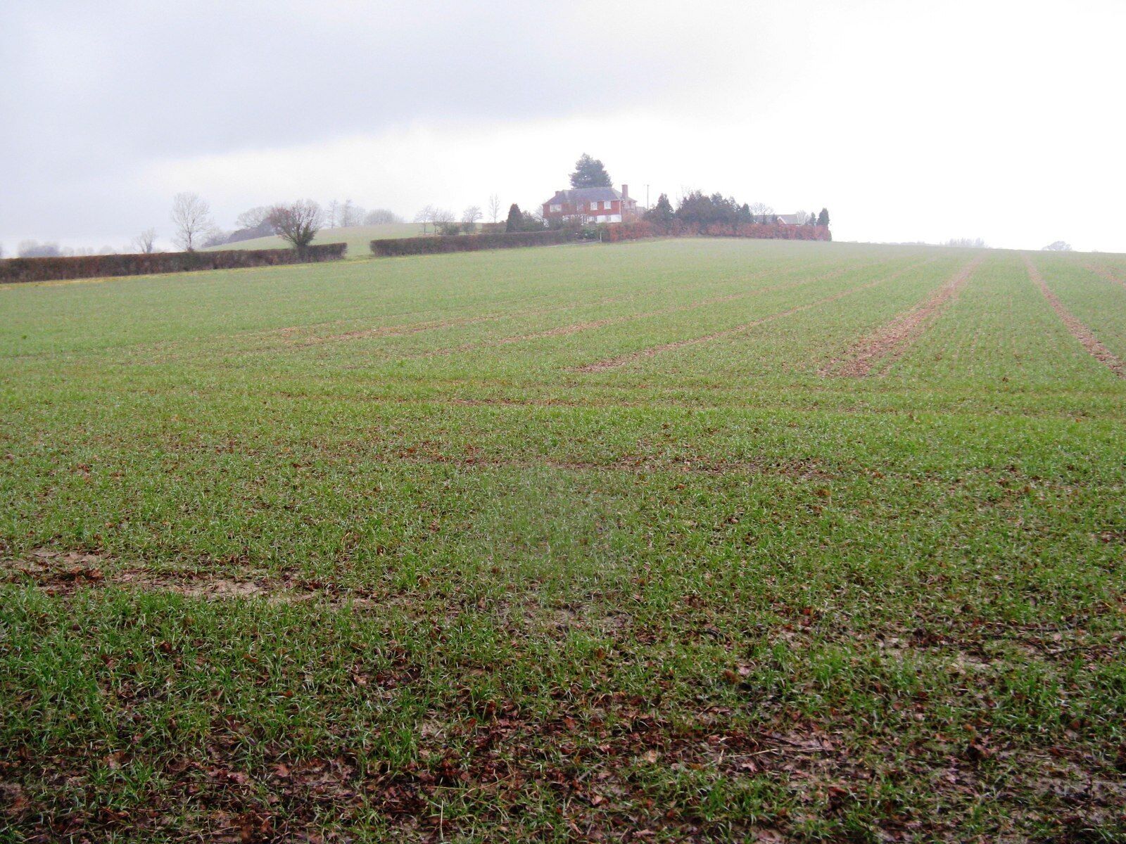 New crop near Rowfold Farm on a misty day