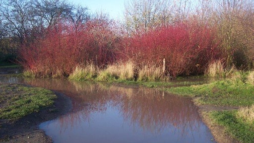 Flooded Car Park in Tonge Mill Countryside Park As result of the heavy overnight rains and waterlogged ground. Cornus alba shrubs (bright red stems) behind.