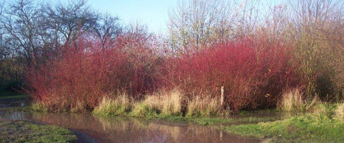 A calm river with red foliage in the background.
