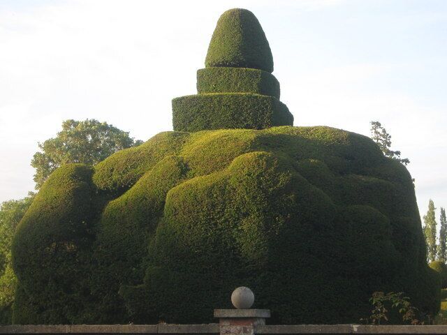 Cloud pruned box This large box shrub is beside the wall of Sharsted Court. The court has several pruned shrubs in its private gardens.