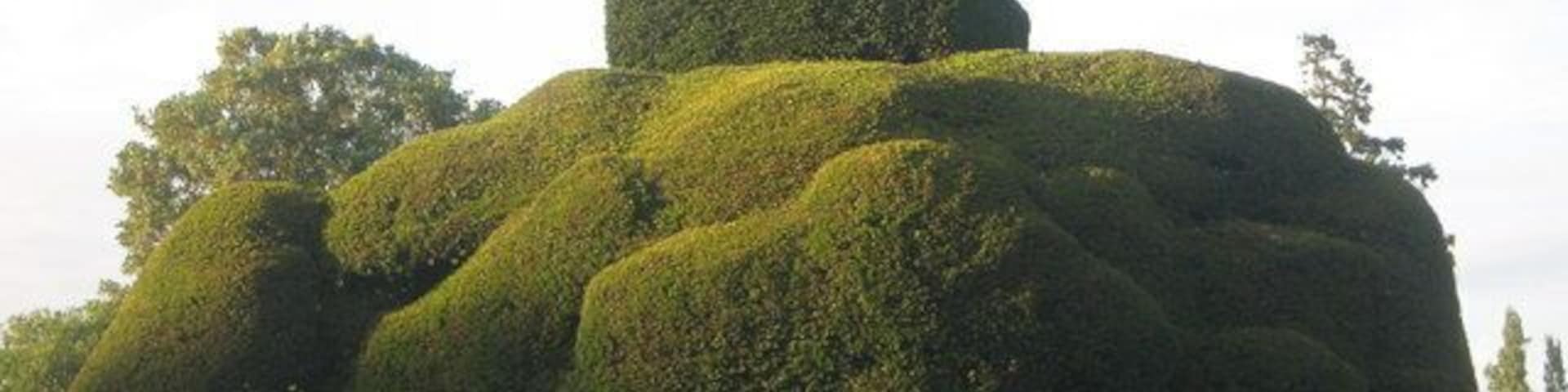 Cloud pruned box This large box shrub is beside the wall of Sharsted Court. The court has several pruned shrubs in its private gardens.