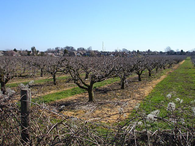 Orchard by Starveacre Lane On the southern outskirts of Sittingbourne, this orchard backs onto gardens in Minterne Avenue and Woodside Gardens.