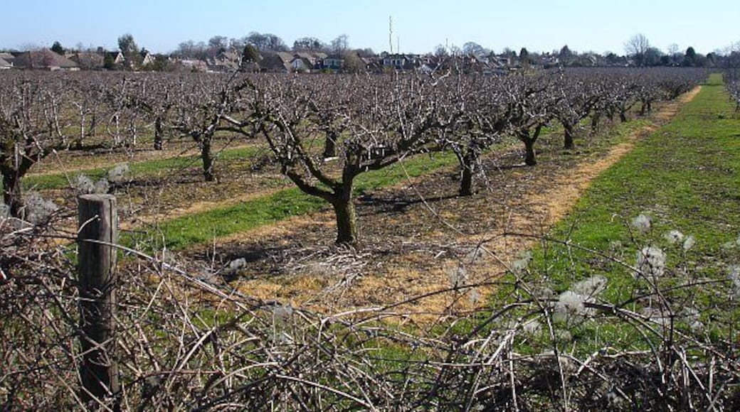 Orchard by Starveacre Lane On the southern outskirts of Sittingbourne, this orchard backs onto gardens in Minterne Avenue and Woodside Gardens.