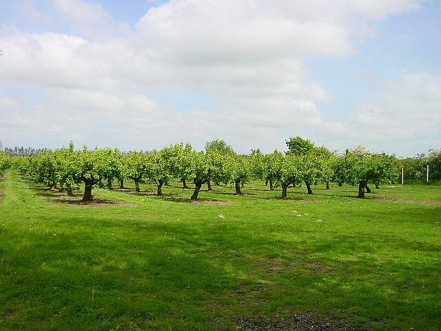 A vineyard with rows of trees and a grassy field under a partly cloudy sky.