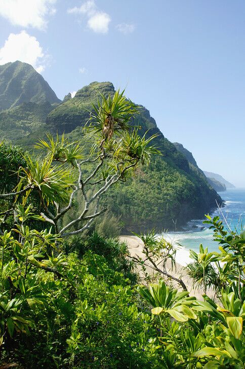 A tropical beach with lush greenery and a mountain in the background.