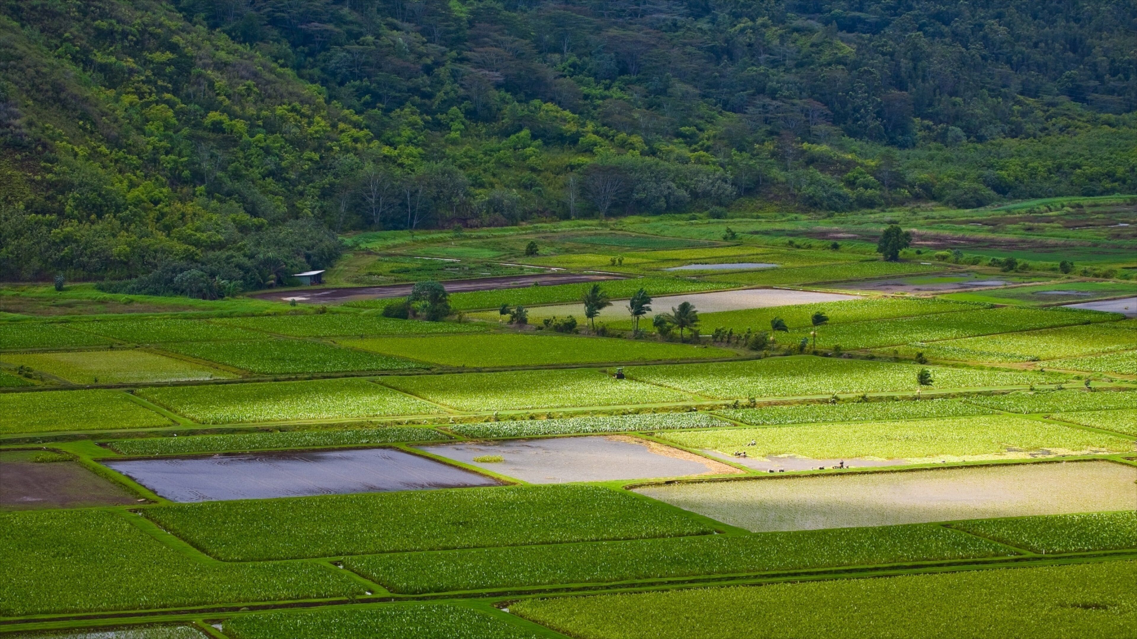 Haena showing landscape views and farmland