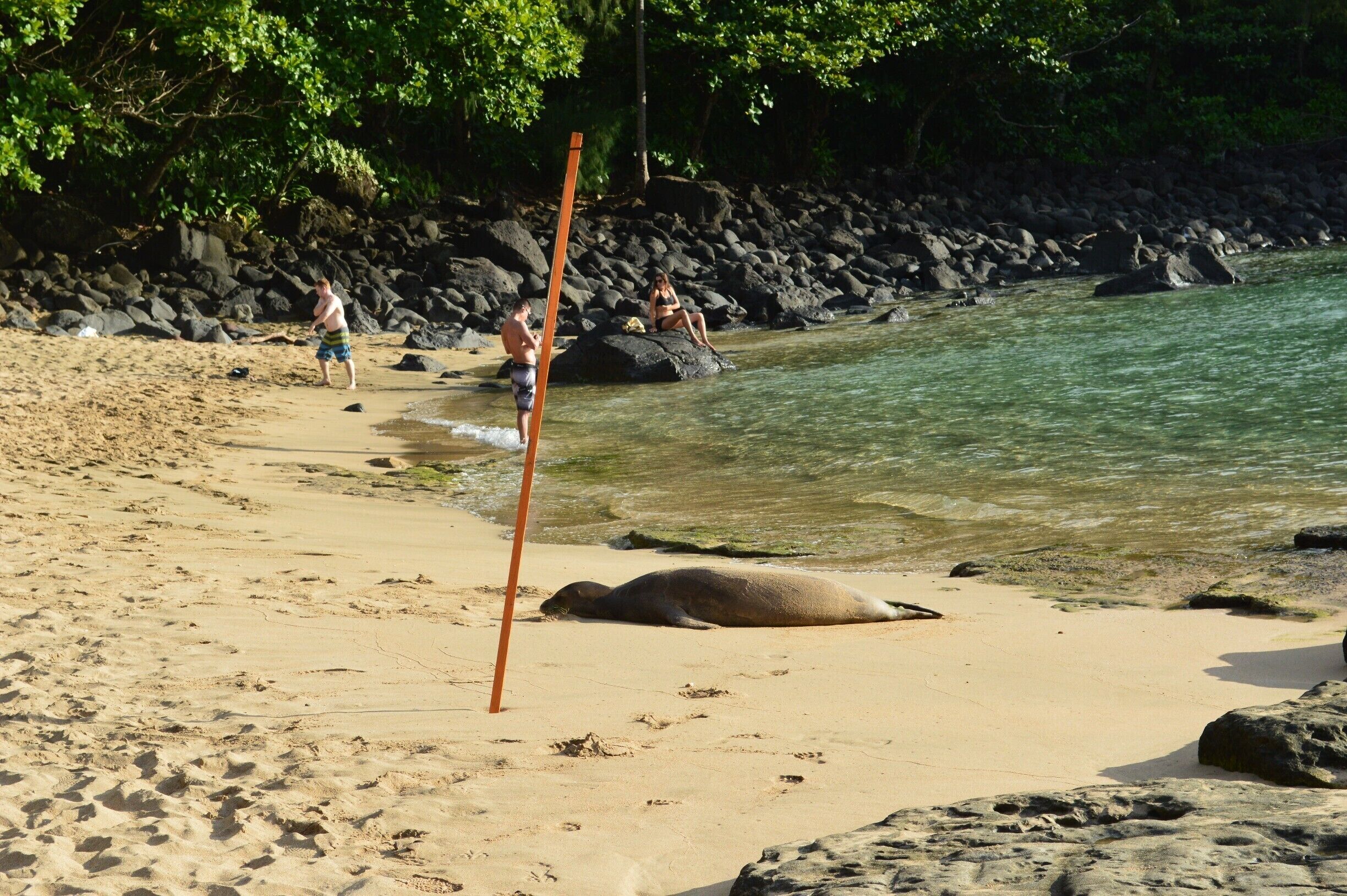 Seal, resting, on a public beach in Kauai