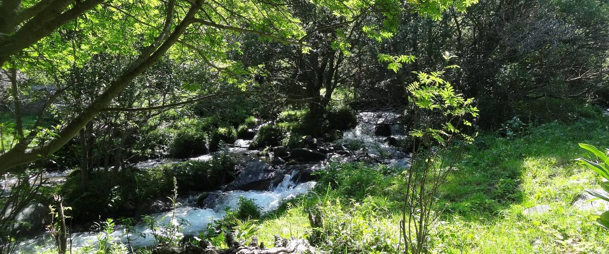 A forest stream with rocks and lush greenery.