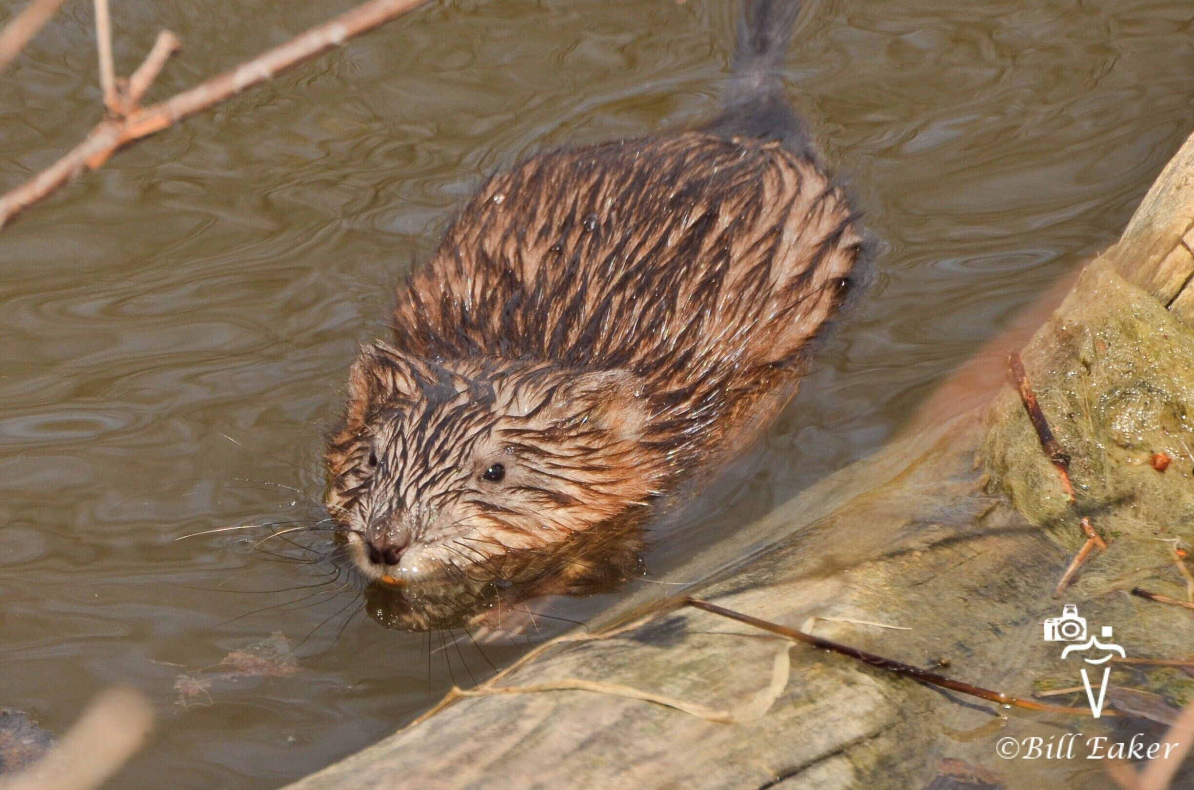 I've been so sick this past week, but finally felt good enough to get out on a short hike today.  This little muskrat greeted me as soon as I got on the canal path:)  It was good to be back out and about! 