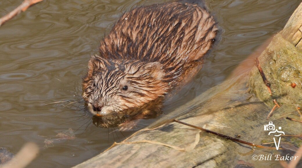 I've been so sick this past week, but finally felt good enough to get out on a short hike today. This little muskrat greeted me as soon as I got on the canal path:) It was good to be back out and about!