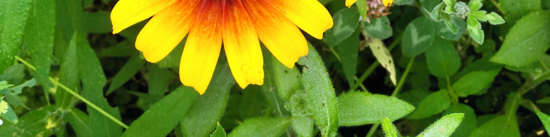 This campground has a series of hiking trails through meadows filled with wildflowers.