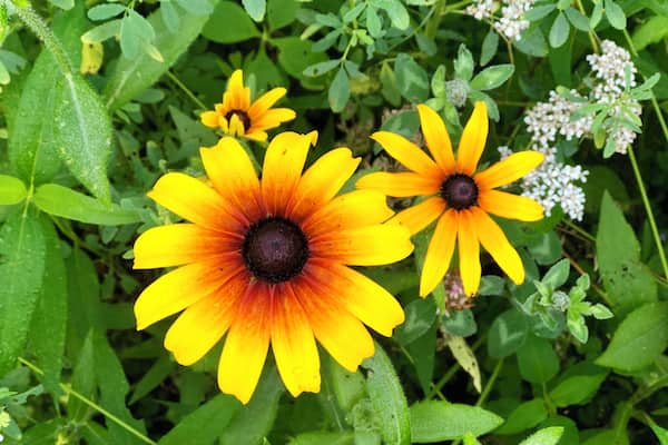 This campground has a series of hiking trails through meadows filled with wildflowers.