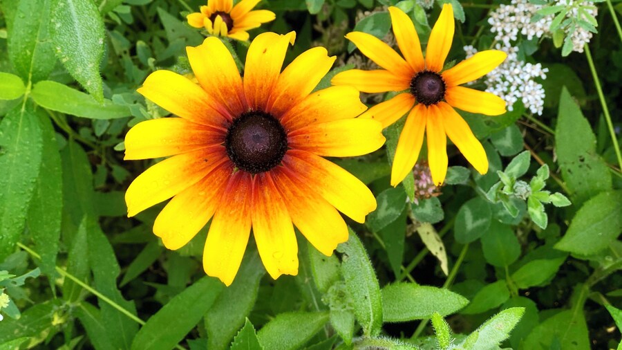 This campground has a series of hiking trails through meadows filled with wildflowers.