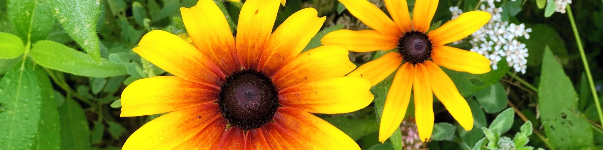 This campground has a series of hiking trails through meadows filled with wildflowers.