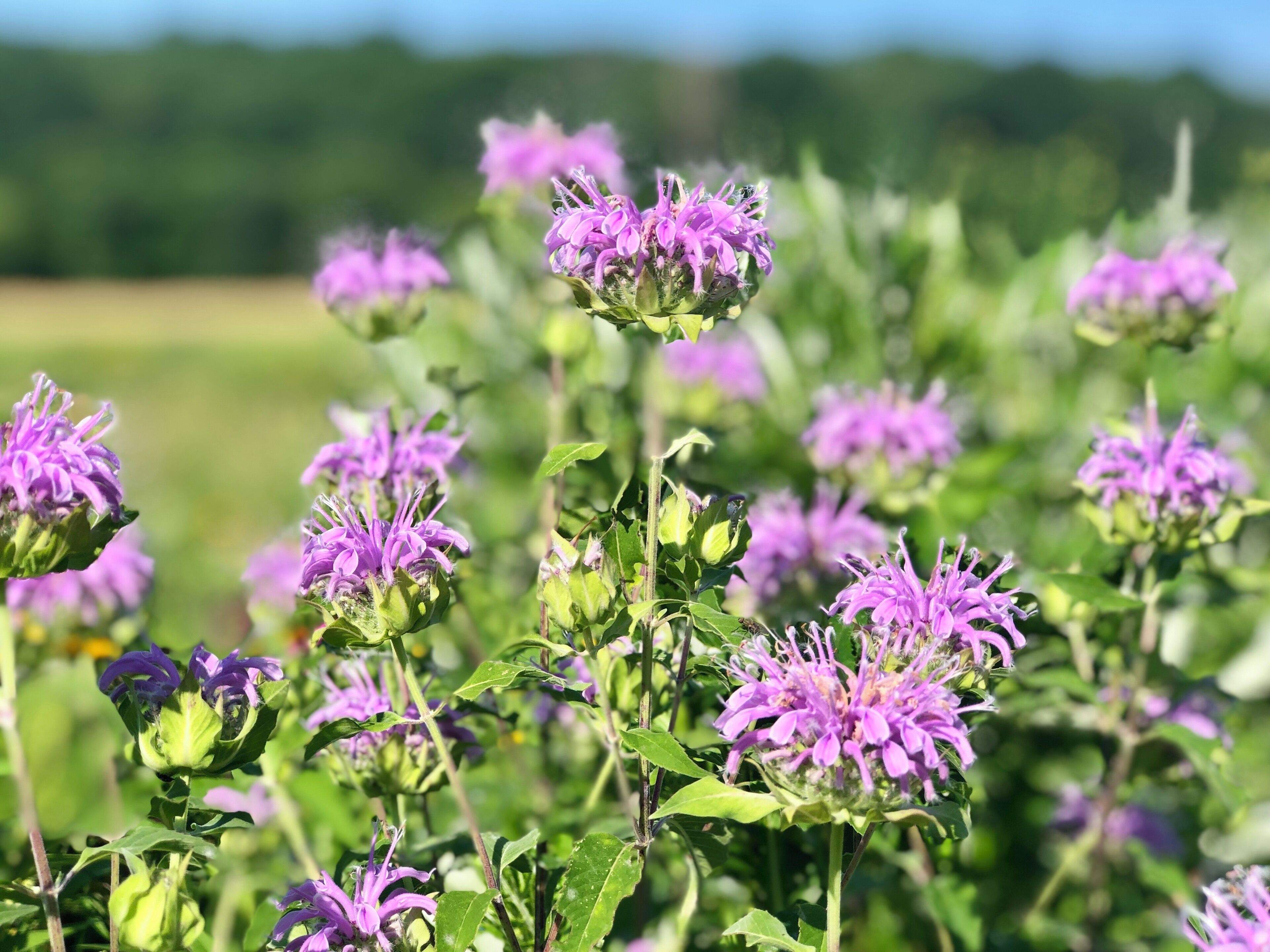 Fields of wildflowers in this lovey county park.