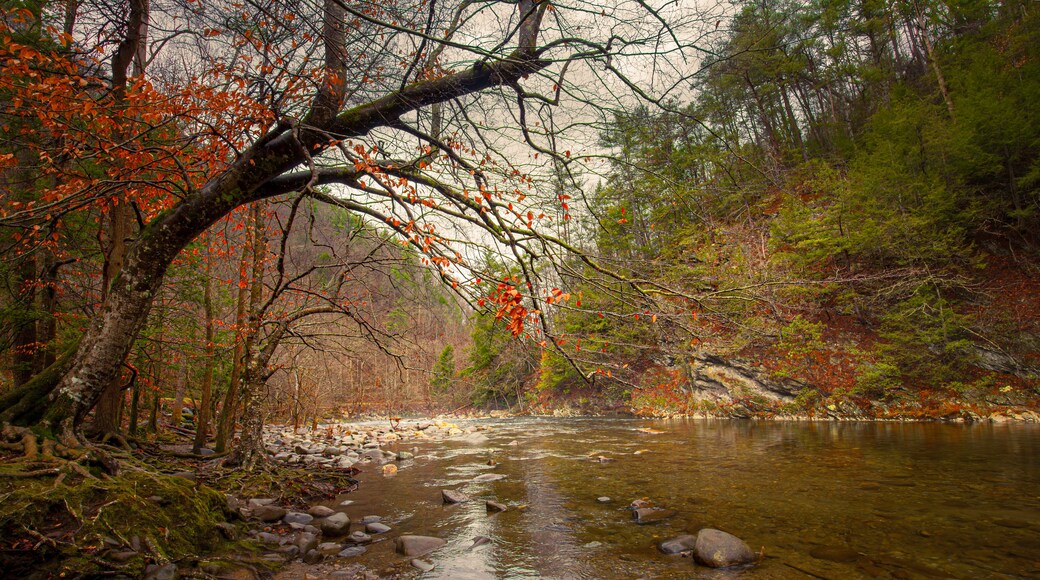 Peaceful scene along a river at the Great Smoky Mountains National Park