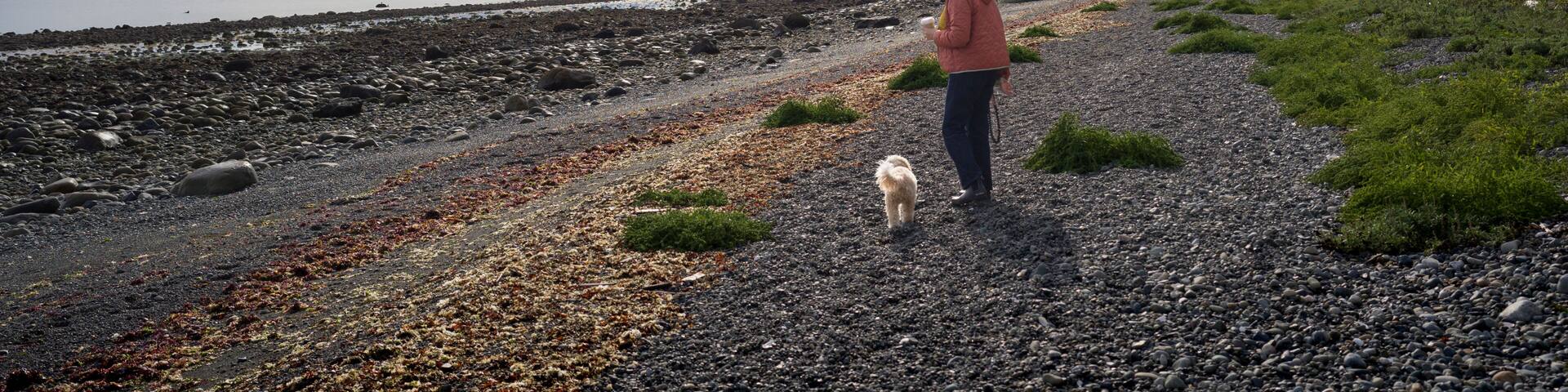 Person walking a dog along a rocky beach under a cloudy sky with distant trees. Bowser, Vancouver Island, Canada