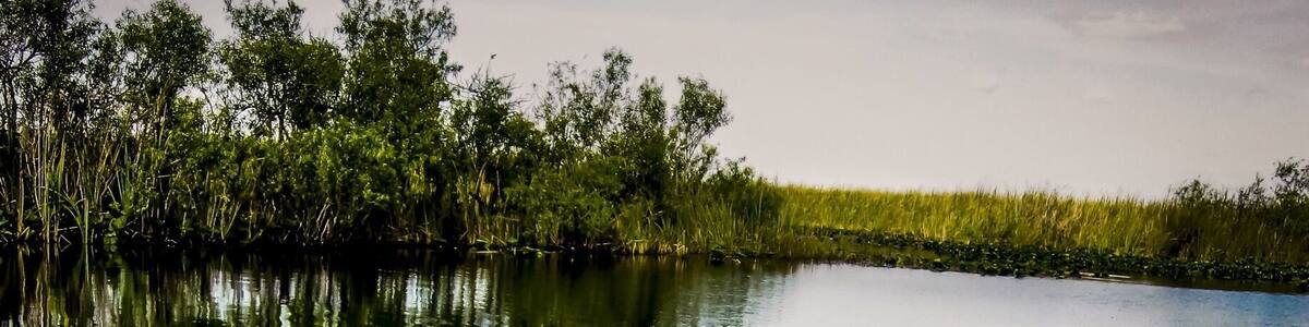 There is a Seminole guide that will take you out on his airboat tour and can call alligators right to the boat. He will also let you drive the airboat.