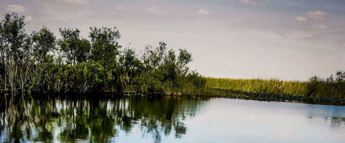 There is a Seminole guide that will take you out on his airboat tour and can call alligators right to the boat. He will also let you drive the airboat.