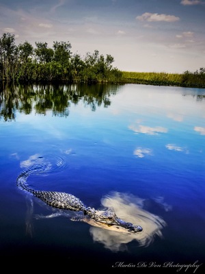 There is a Seminole guide that will take you out on his airboat tour and can call alligators right to the boat. He will also let you drive the airboat.