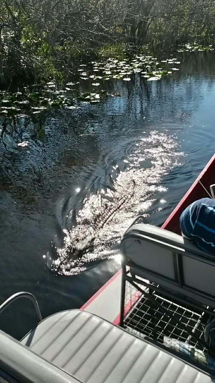 A really alive Alligator 