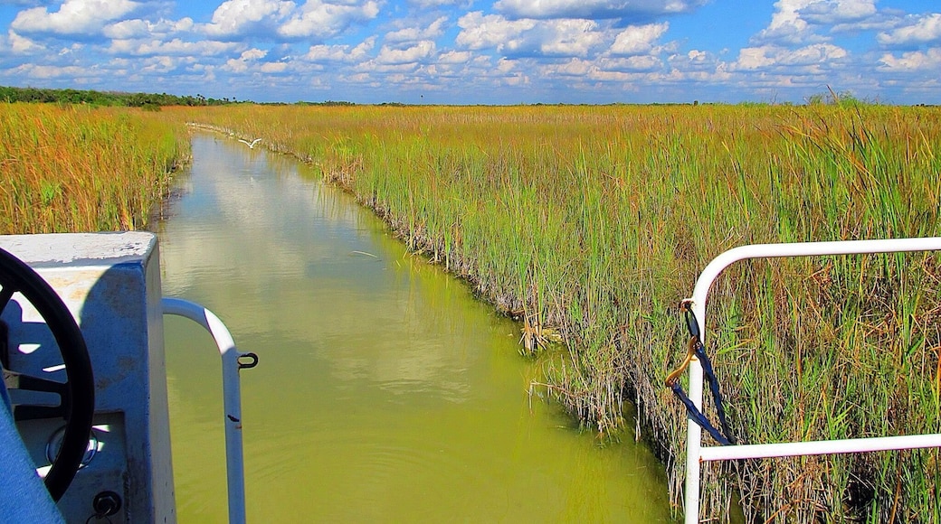 Swamp buggy tour