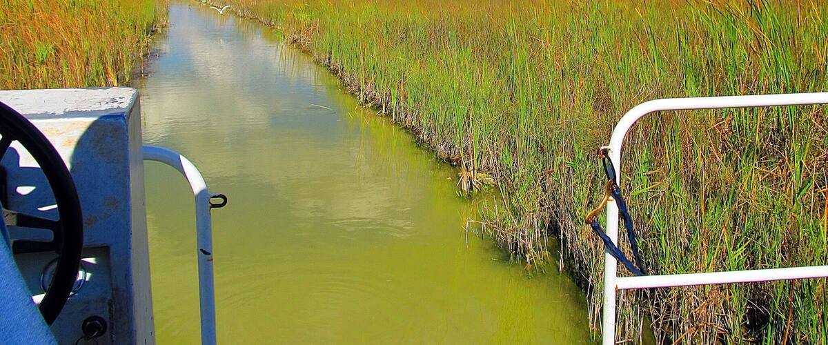 Swamp buggy tour