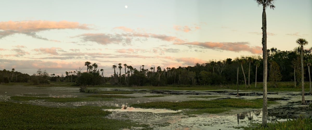 A sunset over a wetland with scattered palm trees and a clear sky.