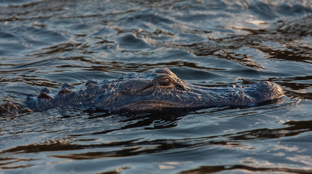 American Alligator. Everglades National Park, Florida, USA.