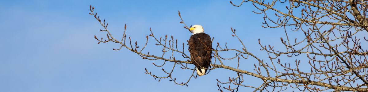 Bold Eagle sitting on a tree branch during sunny winter day. Squamish, British Columbia, Canada.
