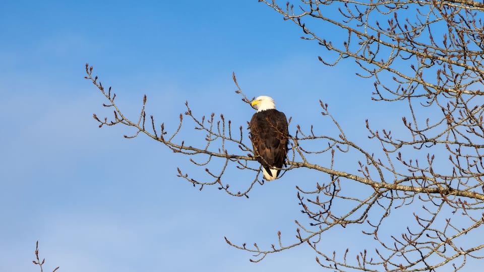 A bald eagle perched on a bare tree branch against a clear blue sky.