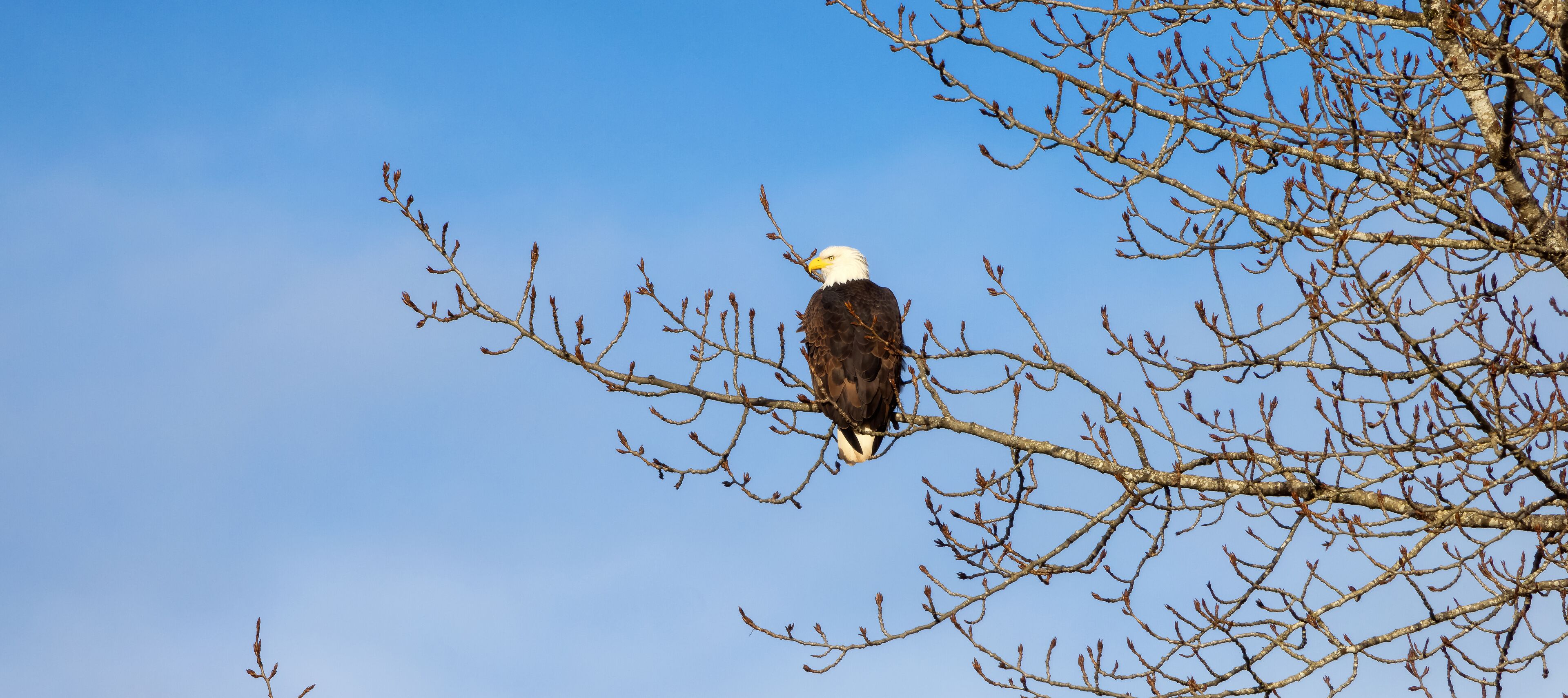 A bald eagle perched on a bare tree branch against a clear blue sky.