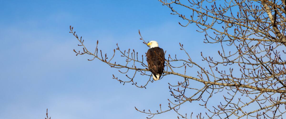 A bald eagle perched on a bare tree branch against a clear blue sky.