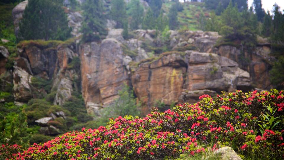A rocky cliff with red flowers in the foreground.