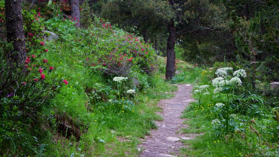 A forest path surrounded by lush greenery and various flowering plants.